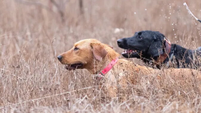 Hunde, die helfen, Wildtiere zu schützen. Quelle: novochag.com