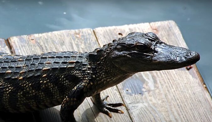 Alligator. Quelle: Screenshot YouTube