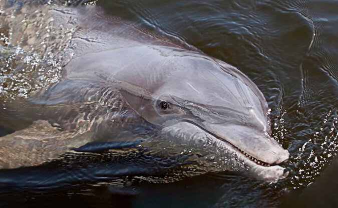 Delfin. Quelle: Screenshot YouTube