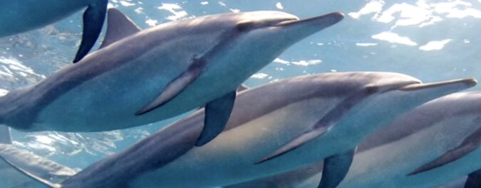 Indopazifische Delfine. Quelle: Screenshot YouTube