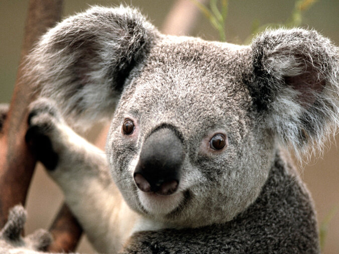 „Pelziger Schlingel“: ein Koala beschloss Auto zu fahren, was daraus wurde
