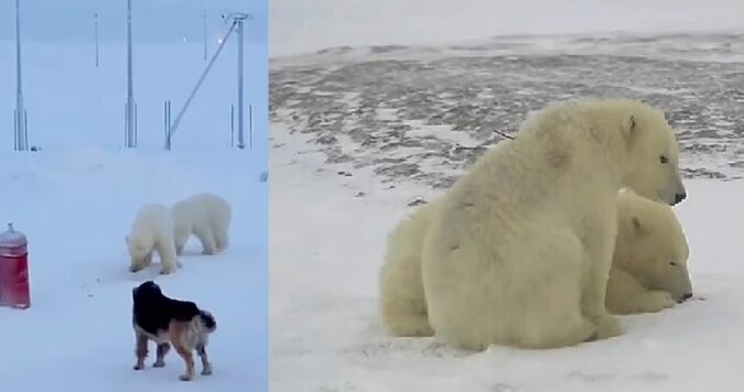 Zwei Eisbärenjunge. Quelle: dailymail.co.uk