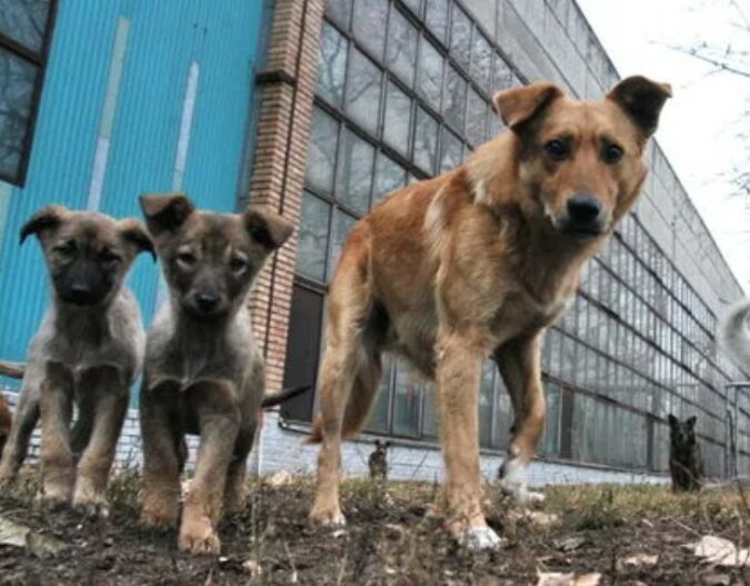"Wir schrien, aber die Leute liefen weg": Ein streunender Hund rettete zwei Kinder
