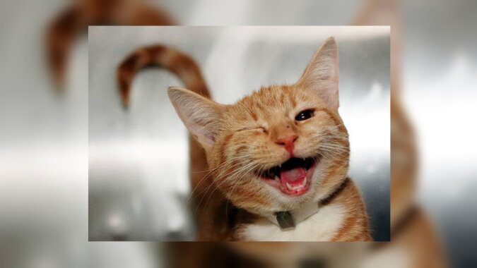Eine lachende Katze. Quelle: resheto