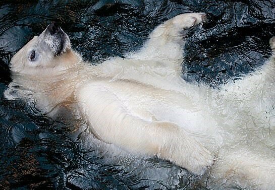 „Entspanntes Kraulschwimmen”: Eisbär genießt den Alltag, indem er im Pool schwimmt