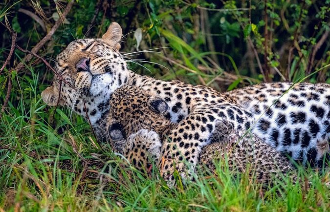 "Mamas Favorit": Leopard Mutter liebt ihr Baby und verbirgt ihre Gefühle nicht