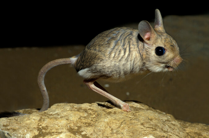 Kleines Tier, das aussieht wie eine Mischung einer Maus, einem Kaninchen, einem Schwein und einem Känguru aus