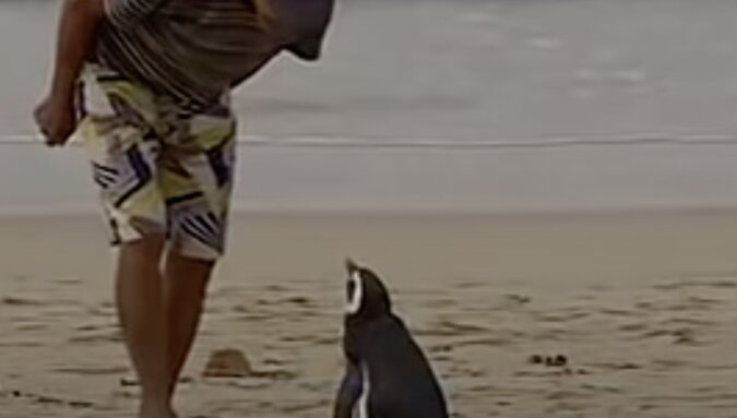 Jedes Jahr schwimmt ein Pinguin 8.000 Kilometer weit, um seinen Retter zu treffen