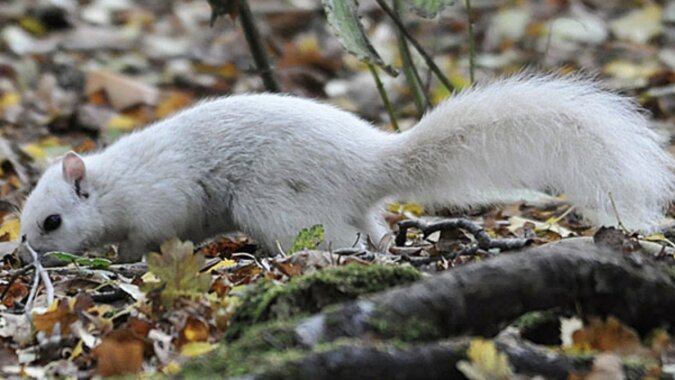 Еin seltenes weißes Eichhörnchen. Quelle: Screenshot YouTube