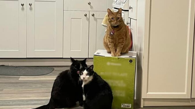 Katzen und die Standmixer-Box. Quelle: esquire.com