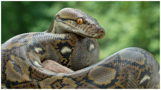 Eine Schlange kann ihre Haut wechseln. Quelle: pinterest.сom