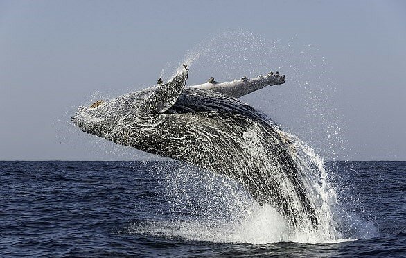 "Verspielter Nachbar": Ein freundlicher Wal beschloss, Touristen zu unterhalten und eine Show zu veranstalten