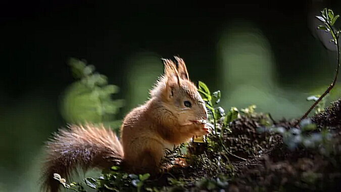 Ein Eichhörnchen. Quelle: goodhouse