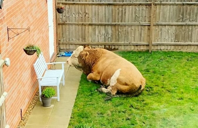 Ein Paar fand am Morgen einen Stier im Garten, der in der Nähe einer Bank einschlief