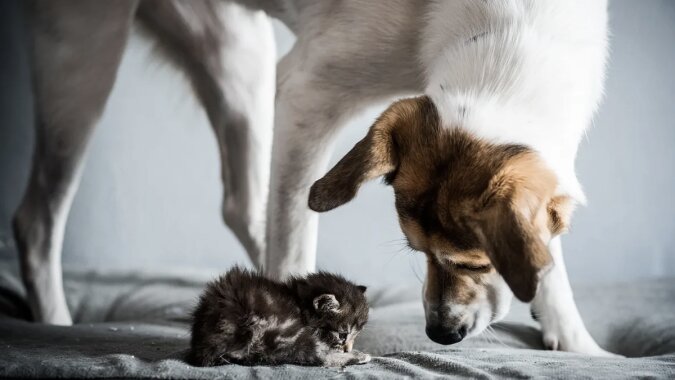 Ein Hund kann sich um eine Katze kümmern. Quelle: novochag. com