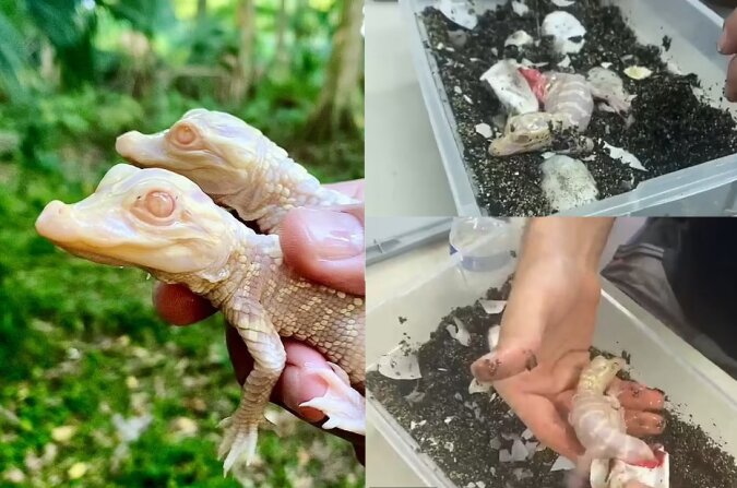 Die Zwillinge Albino-Alligatoren. Quelle: dailymail.co.uk