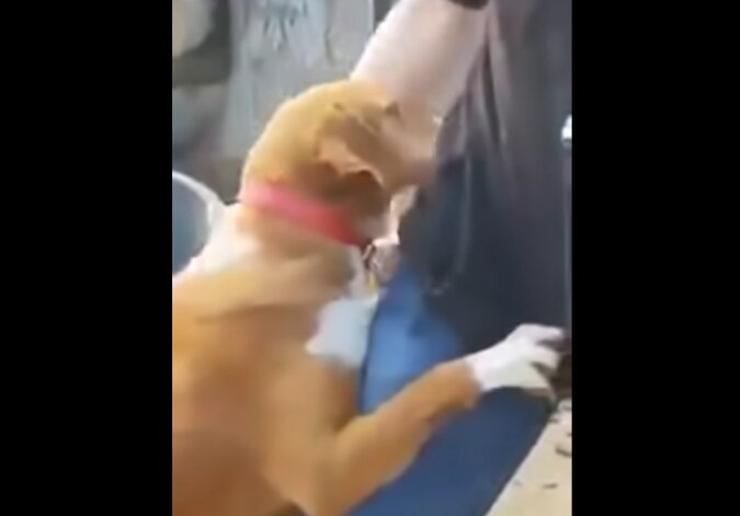 Der Tierheimhund stürzte sich auf einen zufälligen Besucher, um ihn zu knuddeln: der Mann konnte alleine nicht weggehen