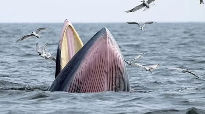 Es gibt nur noch 50 Rice-Wale auf der Welt. Quelle: Getty Images