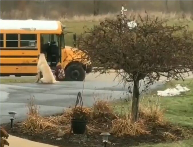 Ein hingebungsvoller Mastiff bringt Kinder jeden Tag zur Schulebus und geht erst dann seiner Sache nach
