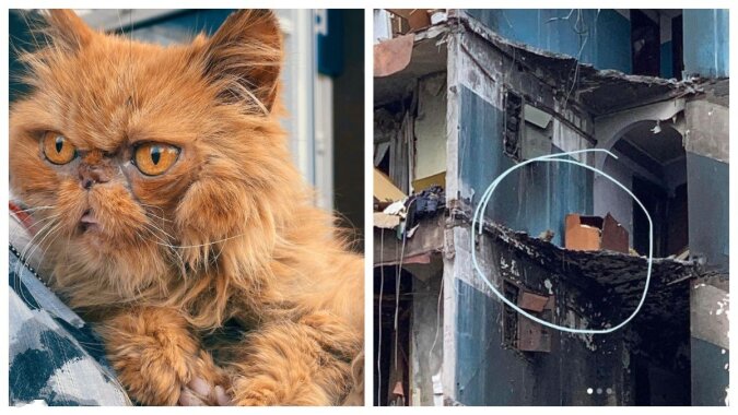 Zwei Monate in einem zerbombten Haus: Die Geschichte einer Katze aus Borodianka geht um die Welt