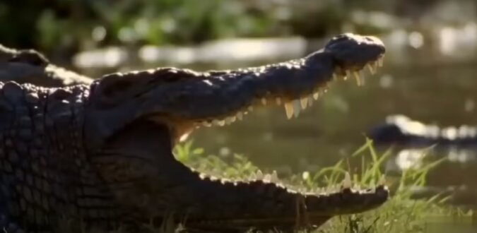 Krokodil. Quelle: Screenshot YouTube