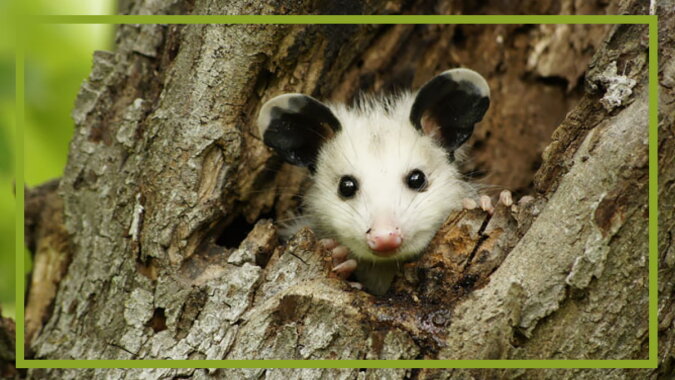 Ein kleines Opossum. Quelle: paws.com