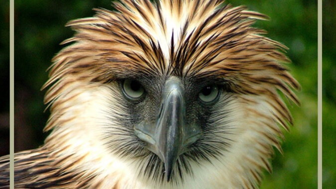 Gaffeladler haben eine ähnliche Körperform wie Adler der Gattung Spilornis. Quelle: focus.com