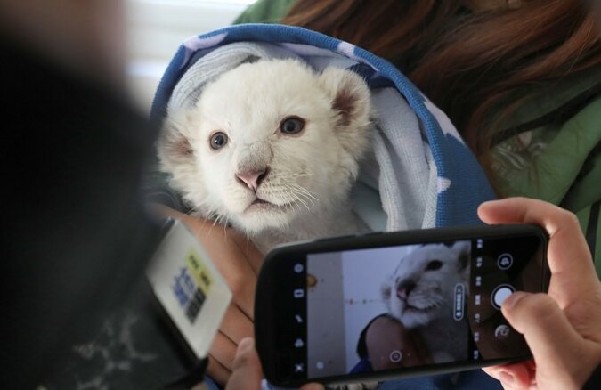 "Die Welt kennenlernen": seltene weiße Löwenbabys erschienen erstmals nach ihrer Geburt in der Öffentlichkeit