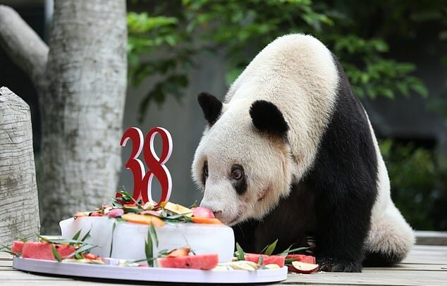 "Abschied von Heldin-Mutter": wöfür man sich an den ältesten weiblichen Panda, der 153 Bären zur Welt brachte, erinnern wird