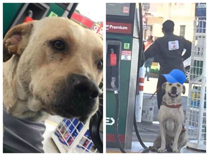 Ein streunender Hund, der neben einer Tankstelle verloren ging, bewies seinen Rettern bald seine Treue