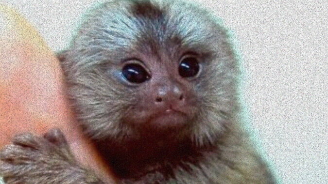 Ein Affe im Zoo. Quelle: Screenshot YouTube