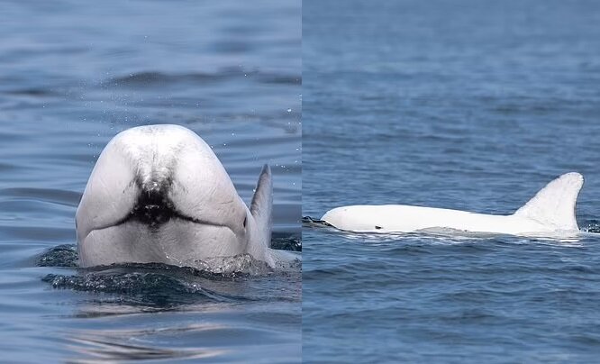 Ein Delphin mit weißer Haut. Quelle: dailymail.co.uk