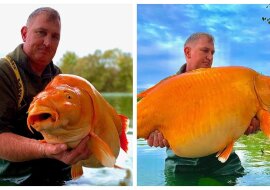Der größte Süßwasserfisch der "Goldfisch"-Sorte. Quelle:The Mirror
