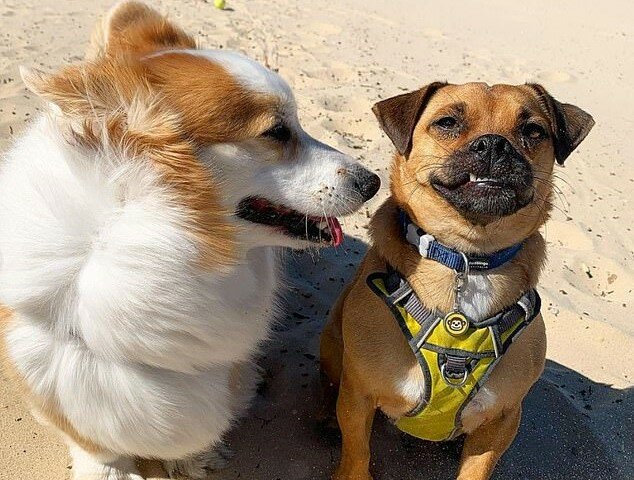 “Witzfreunde“: Wie Jack Russell Terrier und Corgi zusammenleben und sich jeden Tag über einander lustig machen