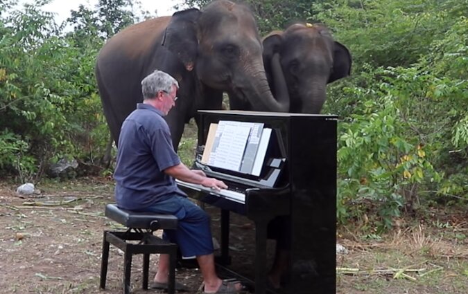 Der Pianist spielt klassische Musik, um die geretteten Elefanten, die nicht sehen können, zu beruhigen