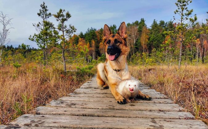 "Warme Freundschaft": Deutscher Schäferhund und Frettchen sind Freunde und trennen sich sogar bei Spaziergängen nicht