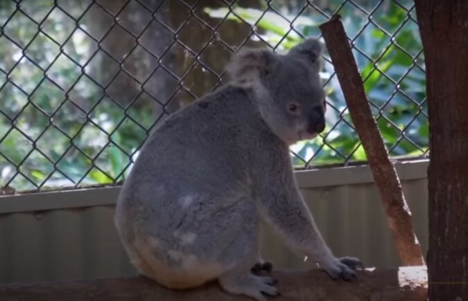 Koala. Quelle:Screenshot  YouTube