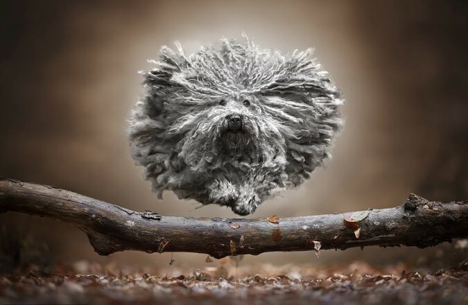 “Überwindung der Schwerkraft“: Der Fotograf zeigte der Welt, dass auch Hunde fliegen können