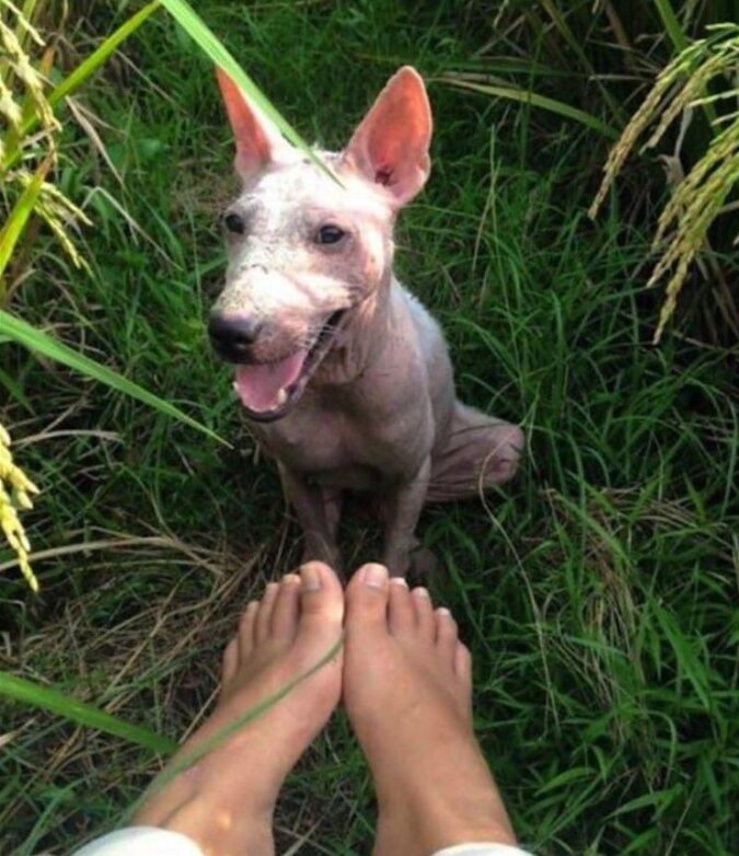 Der obdachlose Hund war nicht verwirrt und nutzte seine einzige Chance