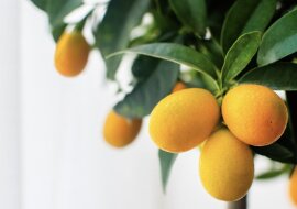 Orangen, die zu Hause wachsen. Quelle: Getty Images