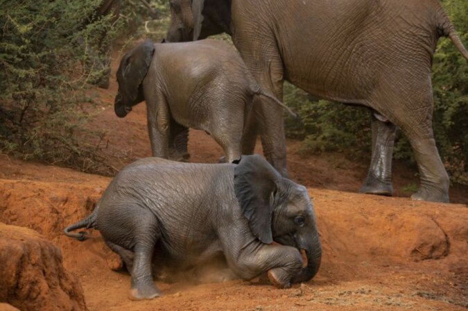 "Die Hauptsache ist, mit Würde aus der Situation herauszukommen": Das Elefantenbaby fiel erfolglos, stand aber sofort auf