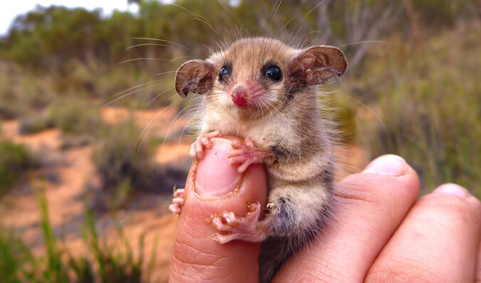"Süße Tiere": wie Zwergopossums aussehen, die auf der Känguru-Insel leben und nur sieben Gramm wiegen
