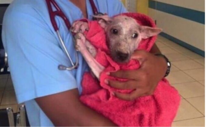 Der obdachlose Hund war nicht verwirrt und nutzte seine einzige Chance, sich selbst zu retten