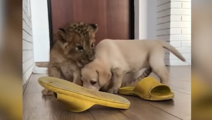Löwenjunge und Welpe. Quelle: Screenshot YouTube