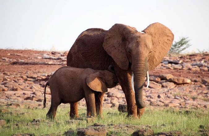 "Last-Minute-Hilfe": Tierschützer fanden eine gefangene Elefantenkuh und retteten sie