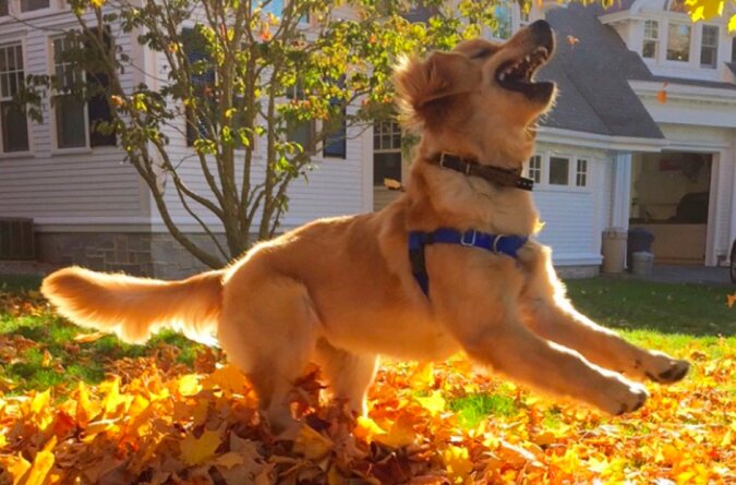 Tiere haben den Herbst gern: Lustige Hunde im Herbstlaub