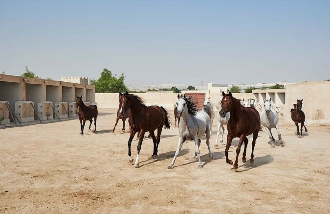 "Hotel für Pferde": Wie die Favoriten der reichsten Menschen der Welt leben, die Einzelheiten sind bekannt geworden