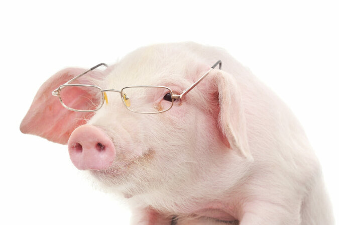 "Schweinspiel": Wissenschaftler haben die hohen geistigen Fähigkeiten von Schweinen durch ein einzigartiges Experiment nachgewiesen
