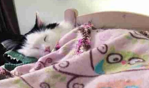 Wie ein kleines Kind: Gerettete Katze schlief jede Nacht wie eine Person in einem winzigen Bett