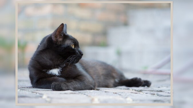 Eine schwarze Katze. Quelle: wikipet